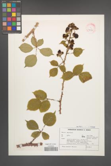 Rubus muenteri [KOR 32326]