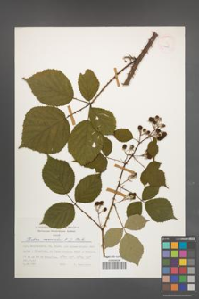 Rubus nemoralis [KOR 24899]