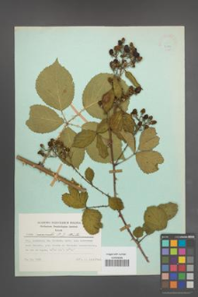 Rubus nemoralis [KOR 23889]