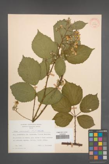 Rubus nemoralis [KOR 30774]