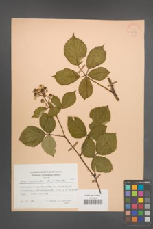 Rubus nemoralis [KOR 25579]