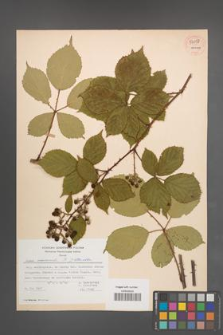 Rubus nemoralis [KOR 54058]