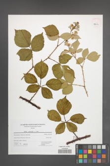 Rubus nemoralis [KOR 42764]