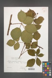 Rubus nemoralis [KOR 41439]