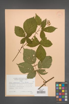 Rubus nemoralis [KOR 25580]