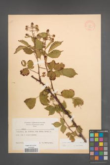 Rubus nemoralis [KOR 8361]
