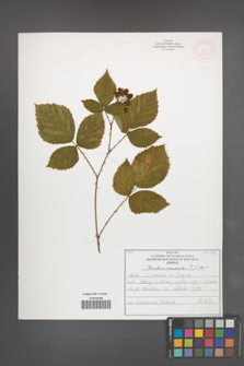 Rubus nemoralis [KOR 51935]