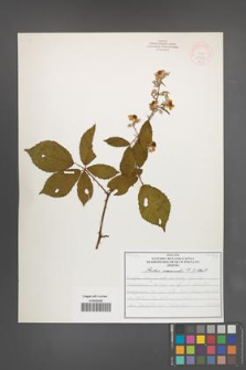 Rubus nemoralis [KOR 51929]