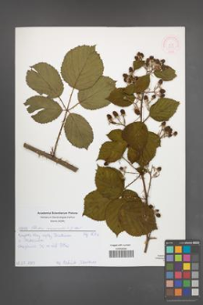 Rubus nemoralis [KOR 51993]