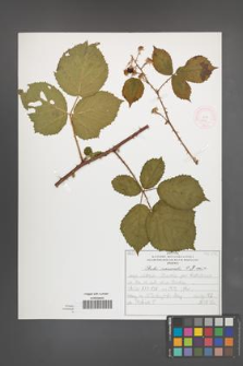 Rubus nemoralis [KOR 51946]