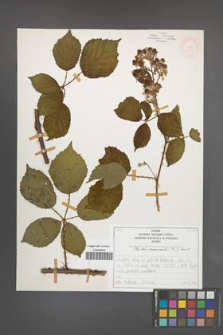 Rubus nemoralis [KOR 51944]