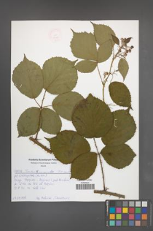 Rubus nemoralis [KOR 54018]