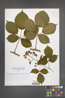 Rubus nemoralis [KOR 52629]