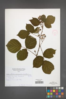 Rubus nemoralis [KOR 51994]