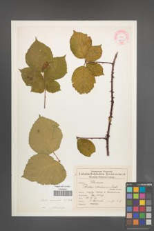 Rubus nemoralis [KOR 46530]