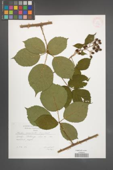 Rubus nemoralis [KOR 29571]
