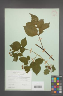 Rubus nessensis [KOR 30810]