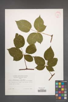 Rubus nessensis [KOR 30792]