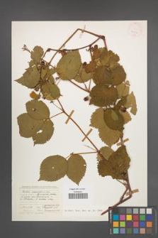 Rubus nessensis [KOR 24734]