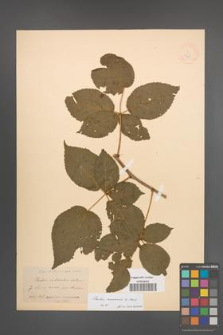 Rubus nessensis [KOR 18621]