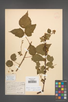 Rubus nessensis [KOR 18620]