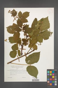 Rubus nessensis [KOR 25411]