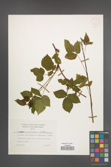 Rubus nessensis [KOR 25420]