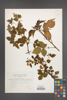 Rubus nessensis [KOR 25655]