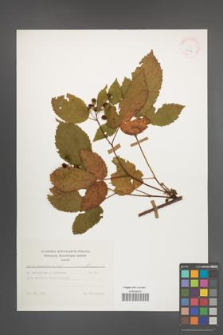 Rubus nessensis [KOR 25643]