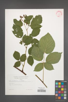 Rubus nessensis [KOR 29234]