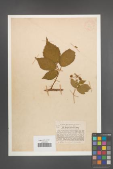 Rubus obliquus [KOR 18531]