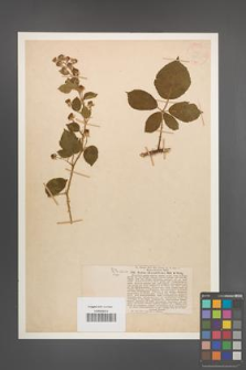 Rubus obscurifrons [KOR 18530]