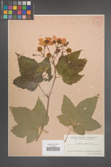 Rubus odoratus [KOR 36392]