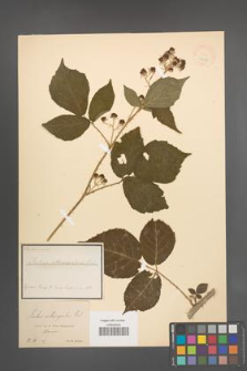 Rubus orthosepalus [KOR 18527]