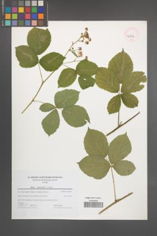 Rubus orthostachys [KOR 46239]