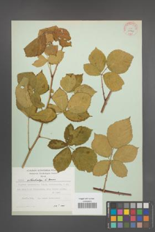 Rubus orthostachys [KOR 31543]