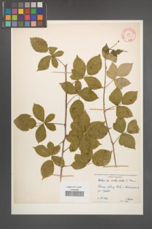 Rubus orthostachys [KOR 10623]