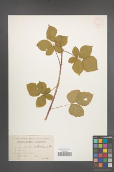 Rubus orthostachys [KOR 506]