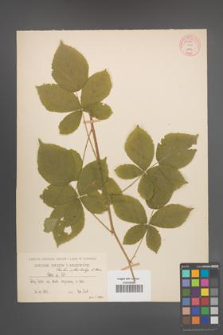 Rubus orthostachys [KOR 54866]