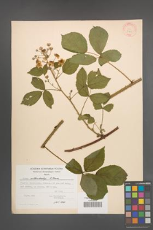 Rubus orthostachys [KOR 30715]