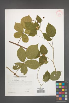 Rubus orthostachys [KOR 30473]