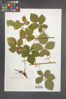 Rubus orthostachys [KOR 24807]