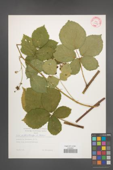 Rubus orthostachys [KOR 29298]