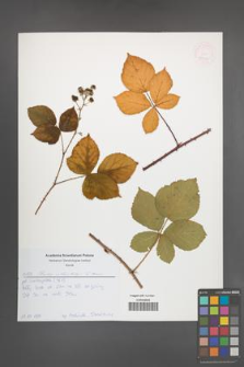 Rubus orthostachys [KOR 52622]