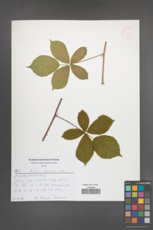 Rubus orthostachys [KOR 52636]