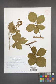Rubus orthostachys [KOR 51979]