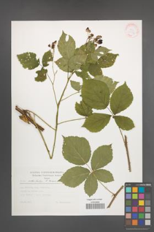 Rubus orthostachys [KOR 30544]