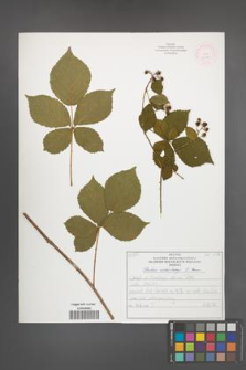 Rubus orthostachys [KOR 52189]