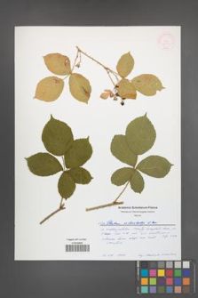 Rubus orthostachys [KOR 52045]
