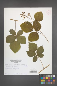 Rubus orthostachys [KOR 52134]